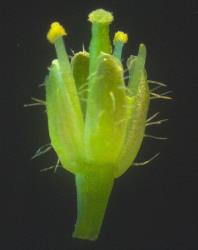 Cardamine grandiscapa. Apetalous flower with hairy sepals.
 Image: P.B. Heenan © Landcare Research 2019 CC BY 3.0 NZ